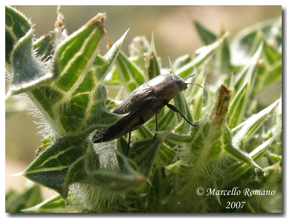 Sphenoptera rauca (Coleoptera, Buprestidae)